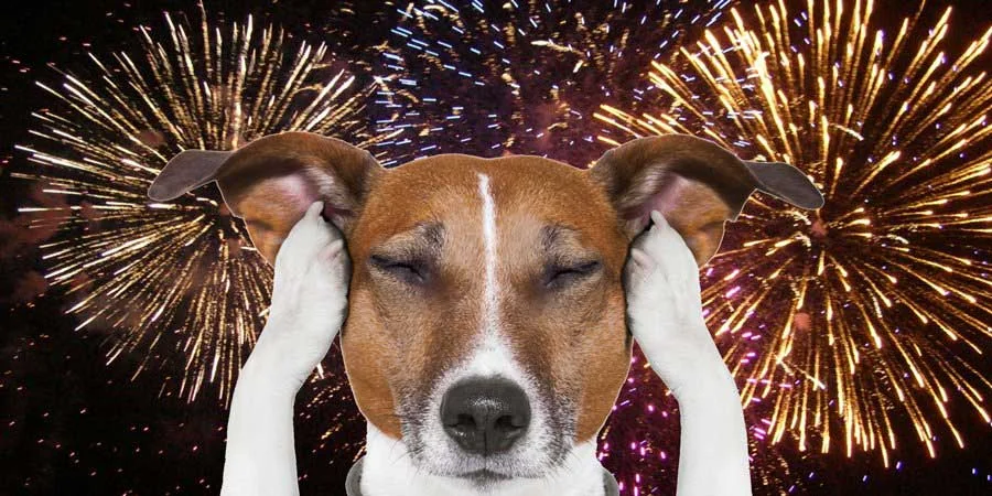 Consejos para proteger a tus mascotas durante los fuegos artificiales en USA